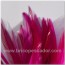 Mazo de plumas  de gallo fucsia
